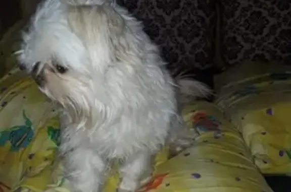 Пропала собака в Северске, район Парковой, отзывается на Умку