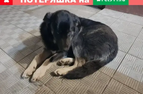 Собака найдена в Октябрьском районе, пересечение Революционной и Карла-Маркса