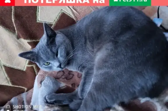 Пропала кошка Мурзик, ул. Свободы, 29А, Кемерово