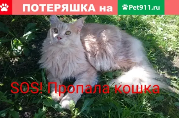 Пропала кошка в д. Новосельцево, Московская область