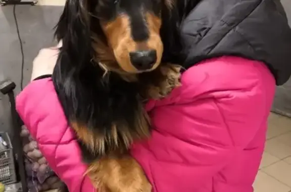 Найдена собака в Раменском, ищем хозяев