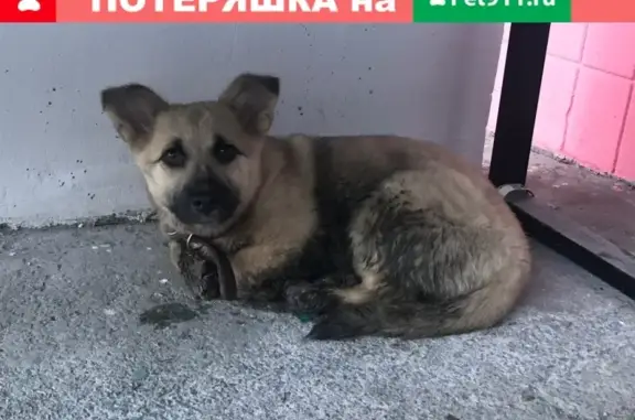 Найдена собака в Челябинске, ищу хозяина или новый дом #найденные