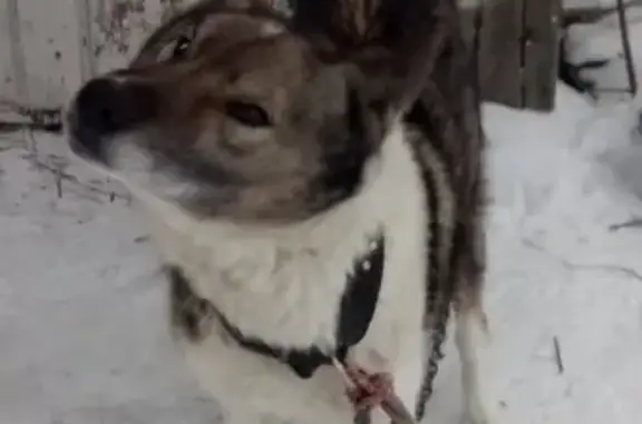 Пропала собака в Комсомольске-на-Амуре, отзывается на имя Тима