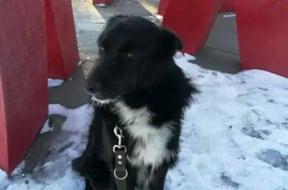 Пропал пёс Гоша в Комсомольске на Амуре