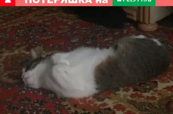 Кошки потеряшки, Саров, фото: Потеряшка кот на ул. Березовая