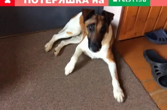 Пропала собака в Подчерково, Московская область
