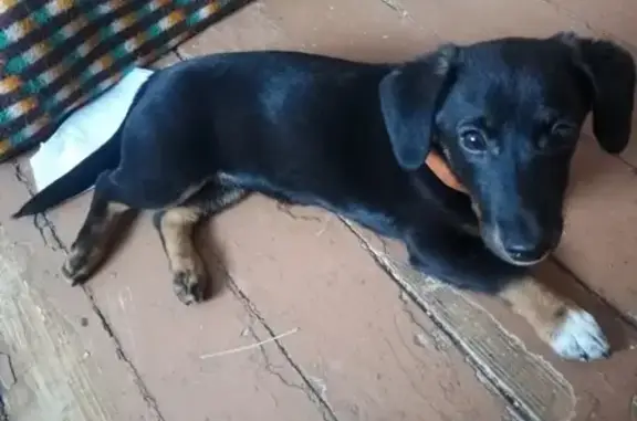 Пропала собака Кира в Новокузнецке