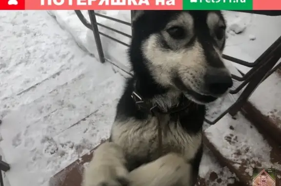 Найдена собака в ошейнике, знает команды. Новобродовский, Пермь