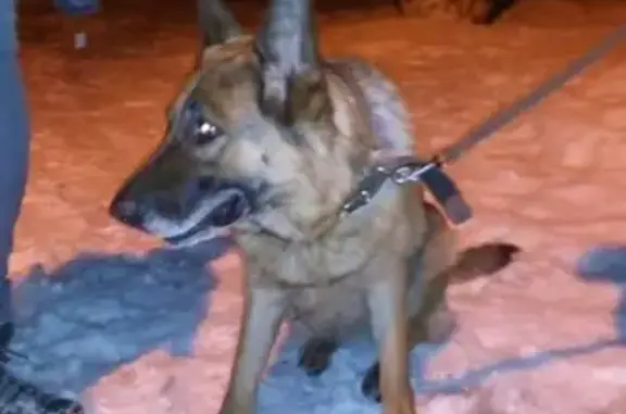 Найдена собака на ул. Шубина в Архангельске - #кличрегион29