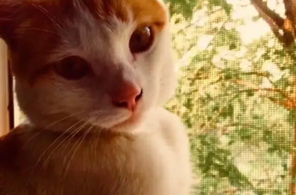 Пропала кошка в Новороссийске, вознаграждение