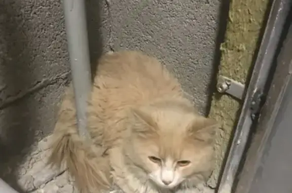 Найден крупный и ласковый кот в Самаре