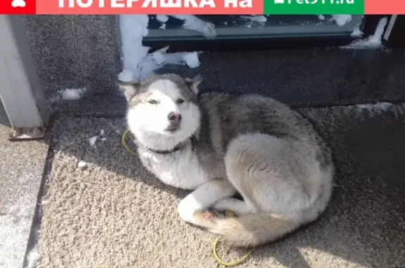 Найдена собака на крыльце магазина в Южно-Сахалинске