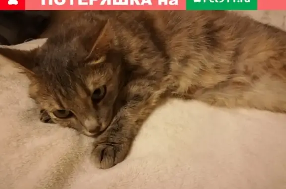Найдена кошка в Горно-Алтайске