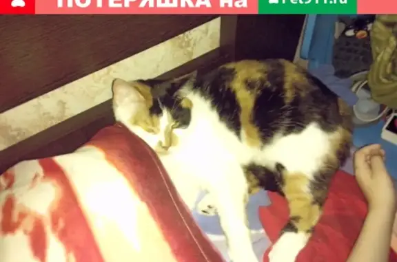 Пропала кошка на Московском шоссе, д. 51