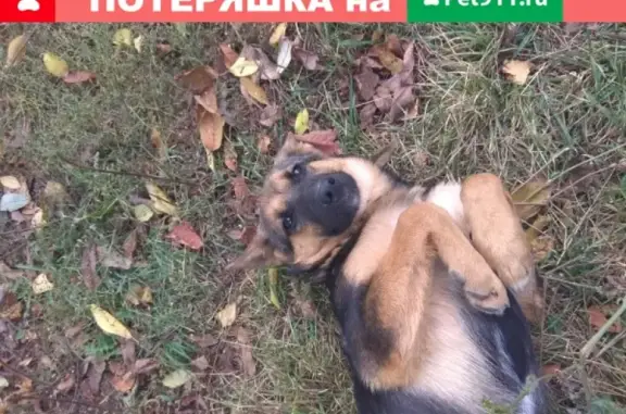Пропала собака Нэнси в Казани.