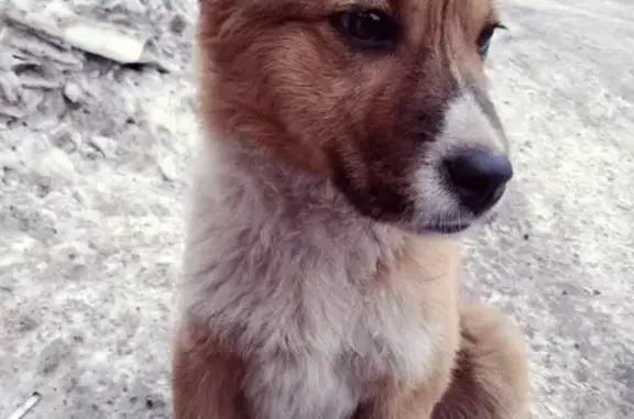 Пропала собака на ул. Рудакова, Канск, Красноярский край