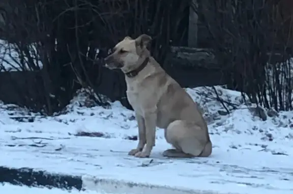 Пропала собака Вулкан, Зарайск, Московская область