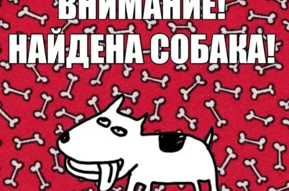 Найдена рыжая собака в Лысьве: контакты Елены Якушевой https://vk.com/id67477943