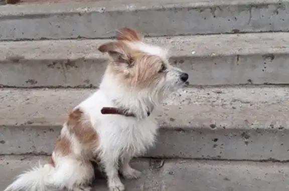 Найдена собака на Фруктовой улице