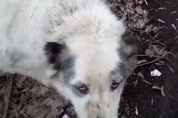 Найдена собака на Тимирязевской в Москве