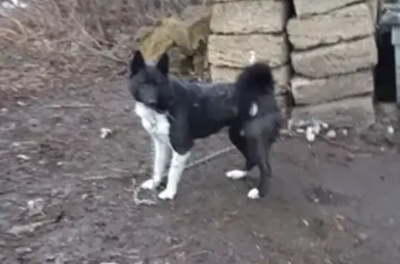 Собаки потеряшки, Красная Яруга, фото: Потеряшка собака Лайка в Красной Яруге