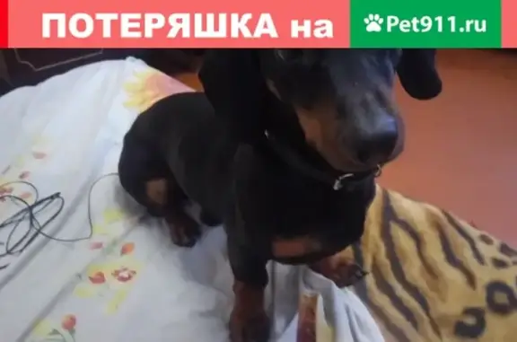 Пропала собака Джек в Кохме, Ивановская область