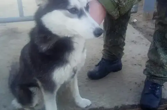 Найдена собака в Стругокрасненском районе, ошейник, тел. в Пскове
