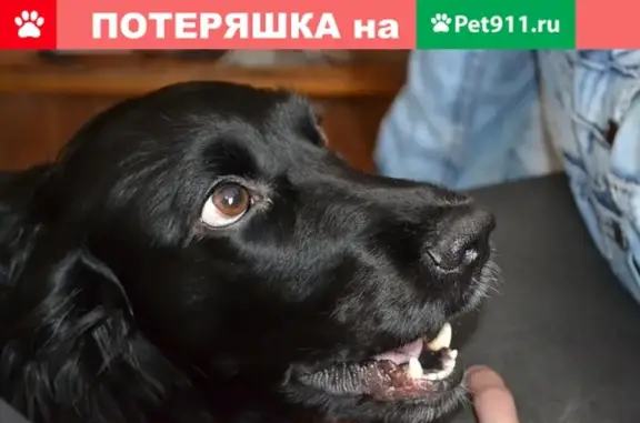 Пропала собака в Брянске на 2-м переулке Мичурина.