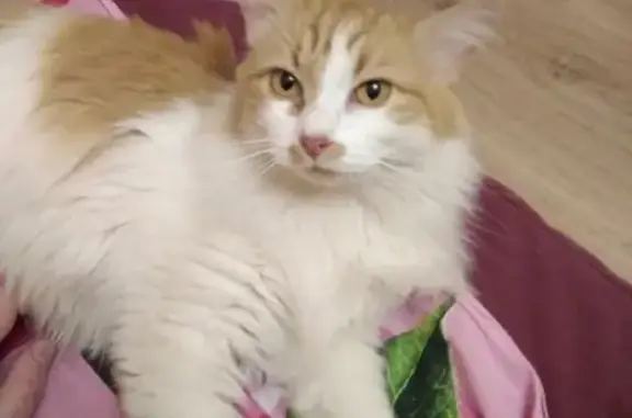 Найдена пушистая кошка на Трудовой, Ивантеевка