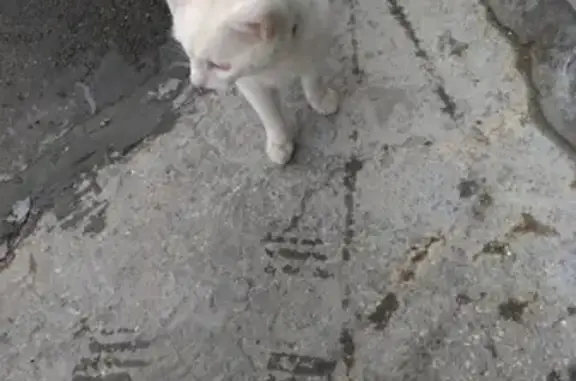 Найден белый кот на Панфиловцев 2* в Барнауле