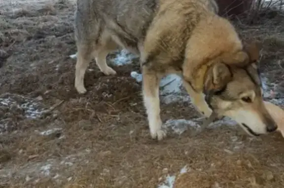 Найдена собака в Смоленске, район дворянского гнезда/мкрн южный