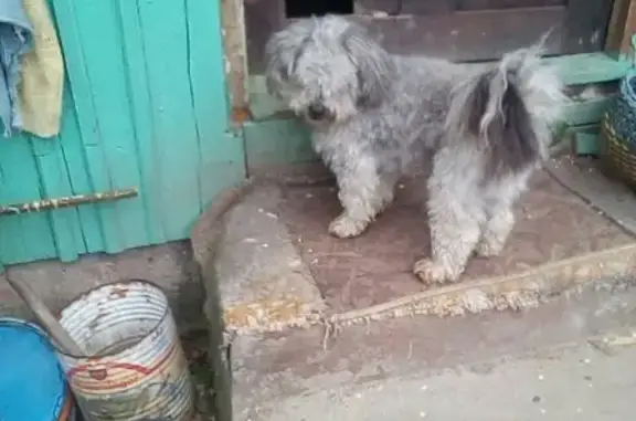 Пропала собака Малыш на ул. Полевой, Калининградская обл.