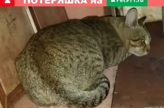 Пропала кошка в Солнечногорске, М.о.