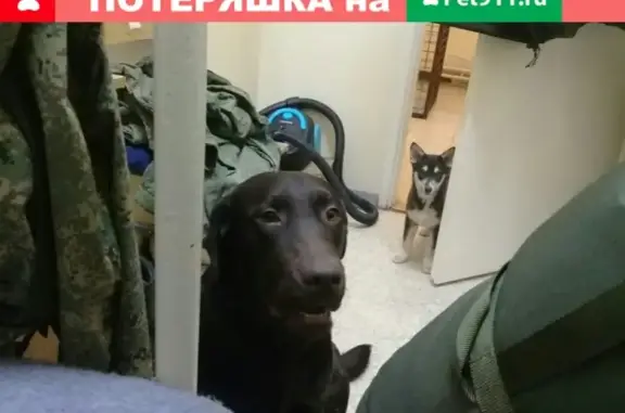 Пропала собака в Богучаре, Воронежская область