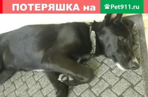 Найдена собака на ул. Новикова-Прибоя с белым пятном на носу