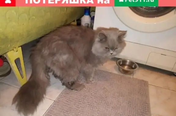 Найдена кошка в Перми - нужен хозяин