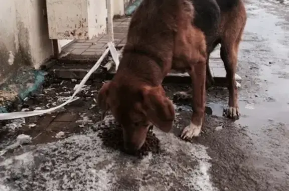 Найдена собака в Селижарово, нужна помощь!