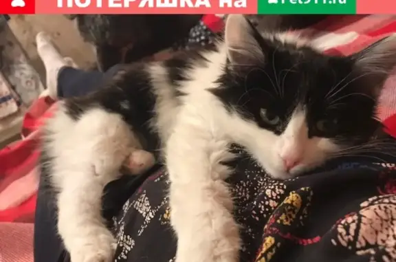 Пропала кошка в Торжоке, район домов 136-146, помогите найти!