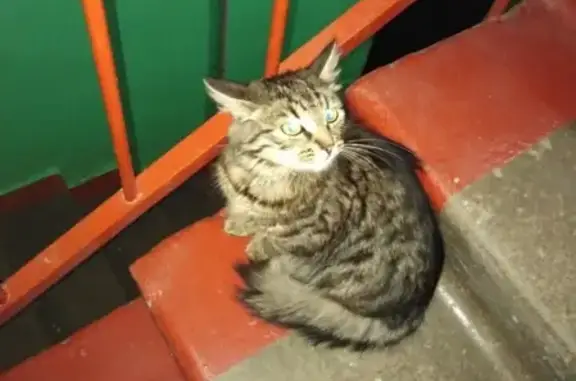 Найдена кошка на ул. Александровская, 13