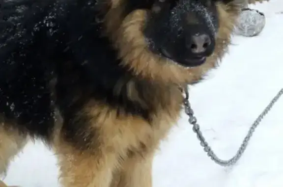 Объявления о пропавших и найденных животных, Солдырь, фото: Пропала немецкая овчарка Пьер в деревне Солдырь