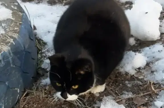 Пропал кот в Наро-Фоминском районе, Россия