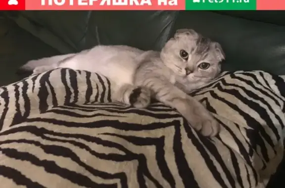 Пропала кошка в Тольятти, поселок Фёдоровка: Шотландский Вислоухий Марсик, 2 года.
