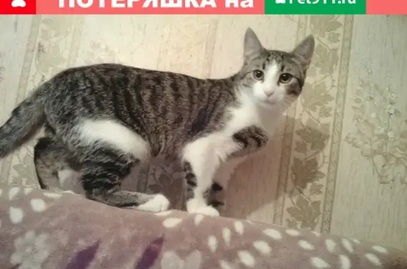 Пропала кошка Амурчик в Фокино, ул. Карла-Маркса 14