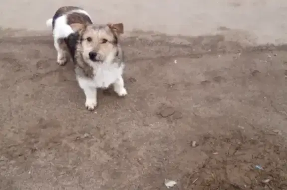 Пропала собака в Краснослободске, Волгоградская область