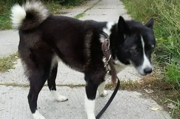 Пропала собака Дана в Черноголовке