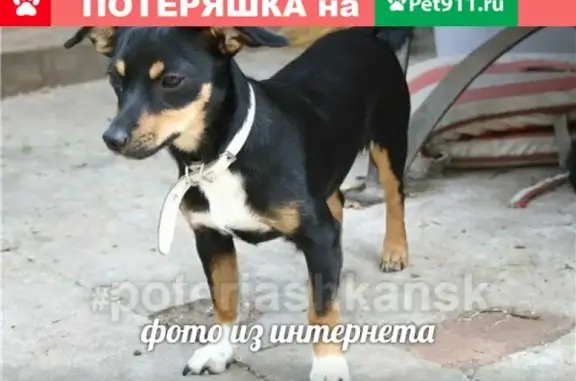 Найдена маленькая собачка по ул. Петухова, Кировский район, дом 120.