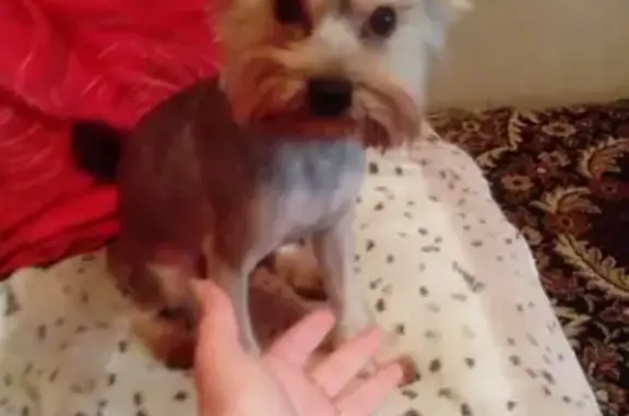 Собаки потеряшки, Уфа, фото: Потеряшка собака Максимальный репост, Уфа, Галле