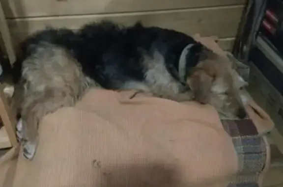 Найдена собака в Гатчине, ищут хозяев или новый дом.
