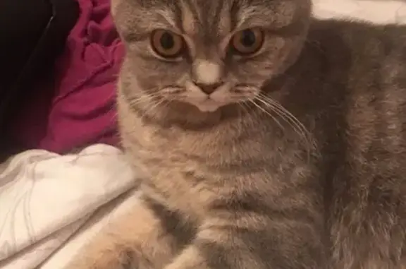 Кошки потеряшки, посёлок Озёрный, фото: Потеряшка кошка на Киевской 2а, помогите найти!