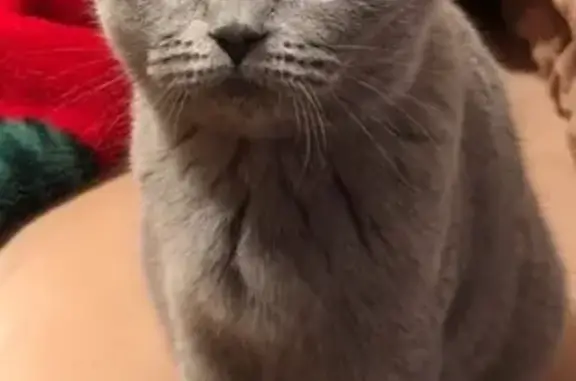 Кошки потеряшки, Гуково, фото: Потеряшка кошка возле аптеки 